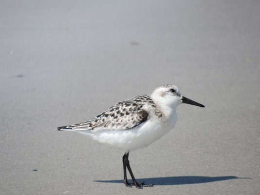 sanderling .jpg