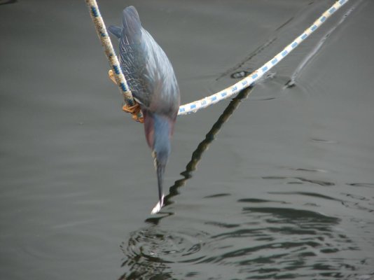 Green Heron 2 BB.jpg