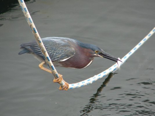 Green Heron 3 BB.jpg