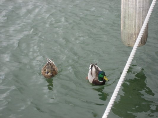 duckies.jpg