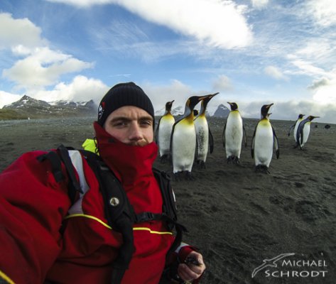 suedgeorgien-insel-koenigspinguine-reise-nach-sandwichinseln.jpg