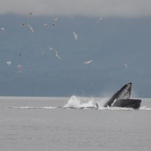 Humpbacks bubble-net feeding