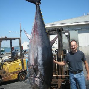 My first tuna.  600 pounds and 96 inches long
