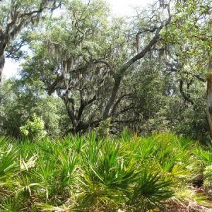 CUMBERLAND ISLAND FOREST