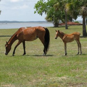 CUMBERLAND ISLAND HORSES.1