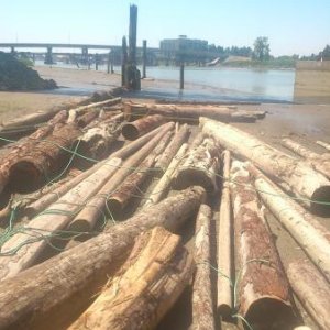 Timber storage at low water. Good time to ensure the product is secure. Before the NW wind.