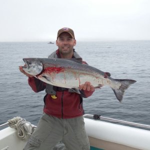 Nice fat King Salmon