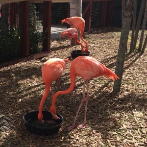 Flamingos Miami