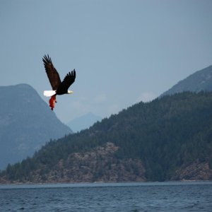 Eagle and mountain1