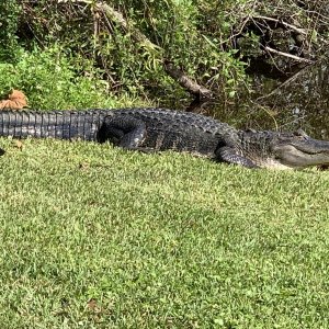 Six and a half foot alligator sunning itself