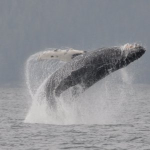 Humpback near Craig