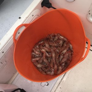One pot; 94 shrimp