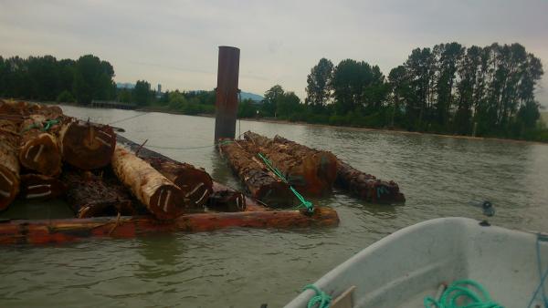 Bundle of cedar logs , pushed to the side of the running river for later recovery.