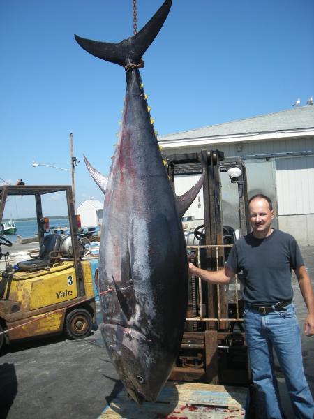 My first tuna.  600 pounds and 96 inches long