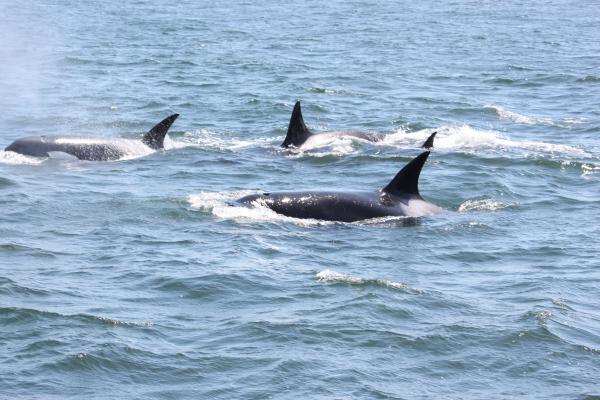 Orca's off San Juans