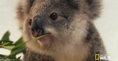 koala-wink.gif