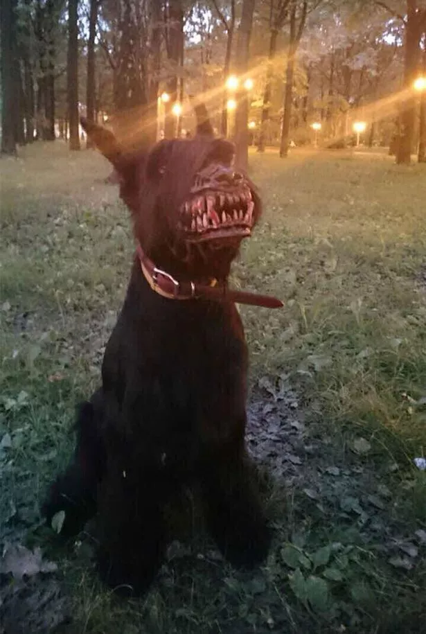 Russian-Werewolf-dog-muzzle.jpg