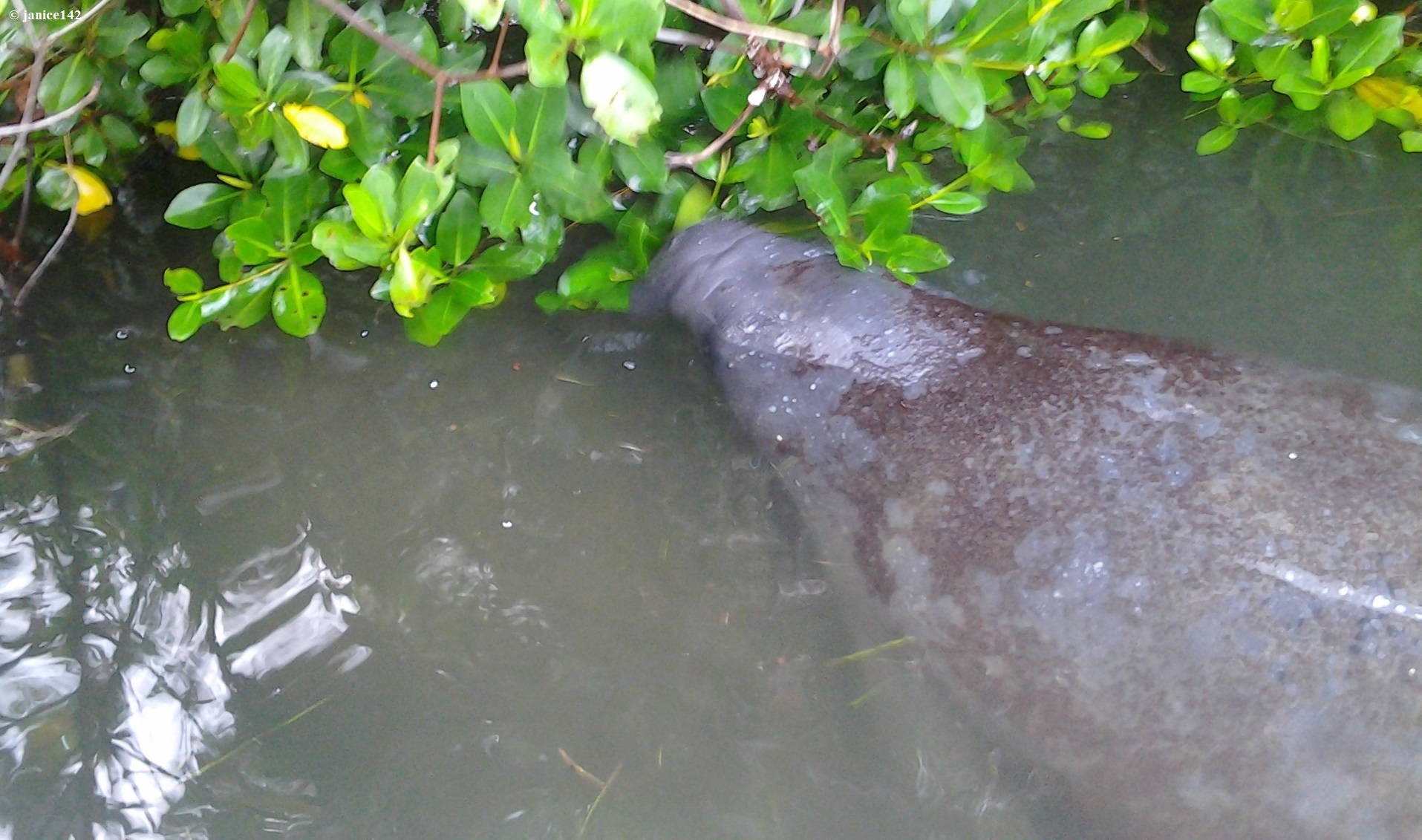 ManateeMunchingMangrove-108.jpg