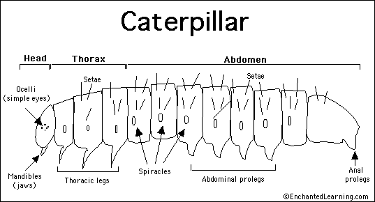 Caterpillarbig_bw.GIF