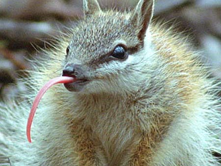 numbat-tongue.jpg