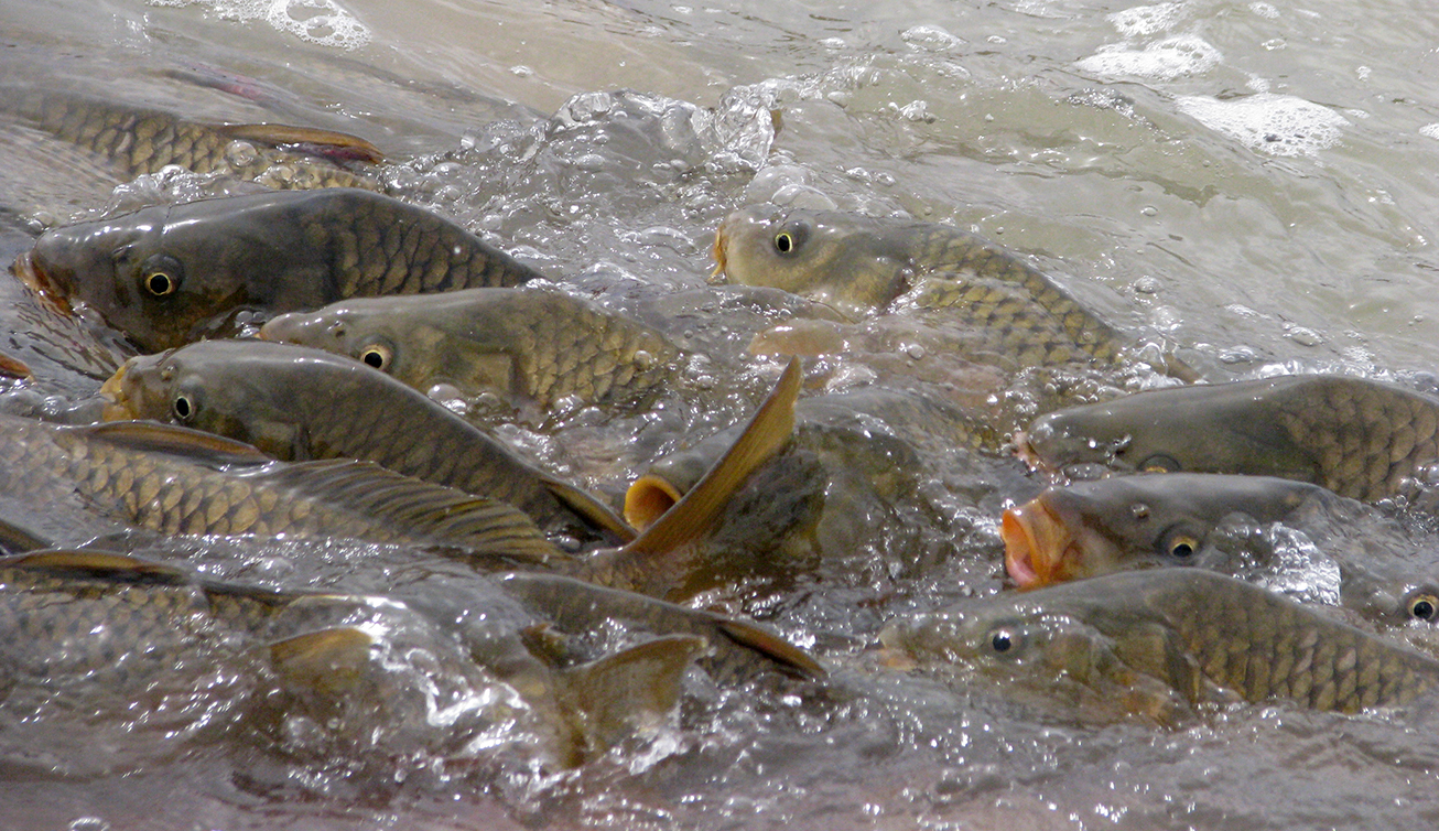 Carp-fleeing-from-stripers.jpg