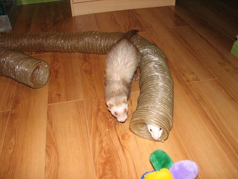 furet4.jpg