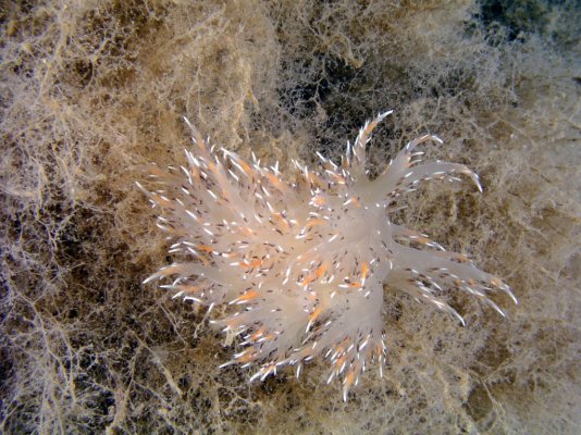 nudi_janolusfuscus3.jpg