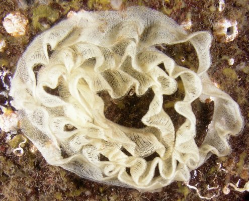 nudibrancheggscu pc300229.jpg