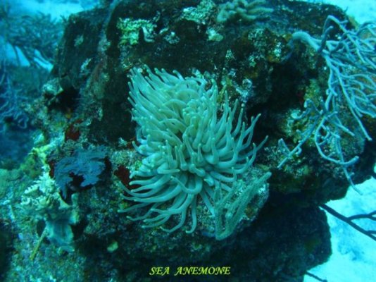 sea anemone.a.jpg