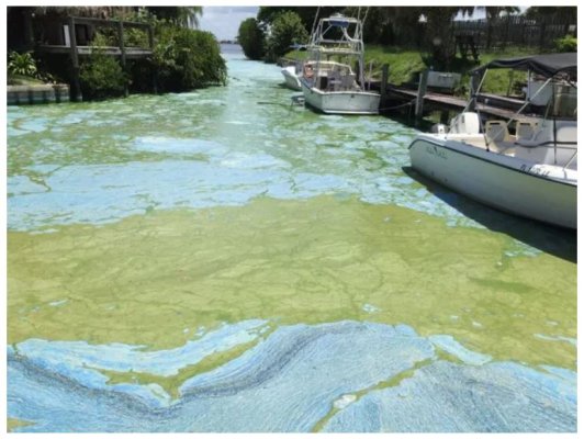 Algae bloom Indian River Lagoon.JPG