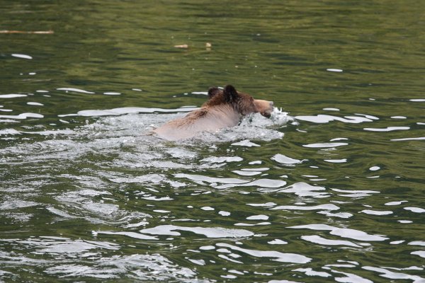 Shearwater to Khutze Inlet  May 31st 2012 027.jpg