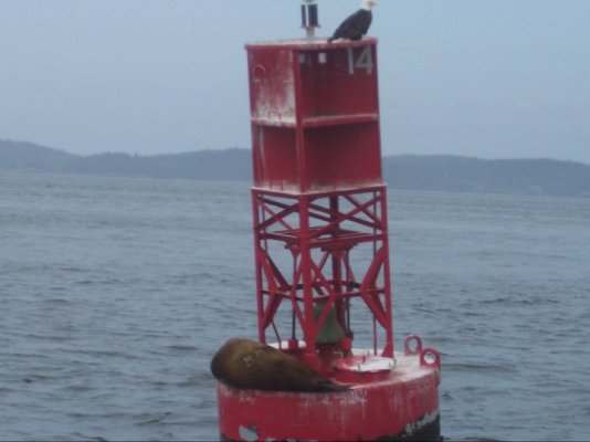 Eagle_Sea Lion.jpg