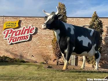 Sioux Falls Cow.jpg