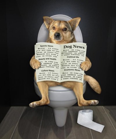 dog on toilet.jpg
