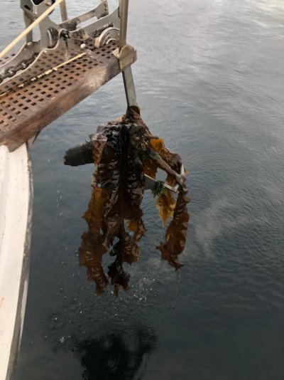 Kelp Monster.jpeg