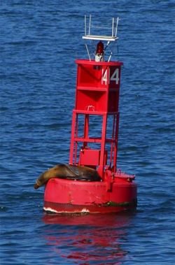 seals on a Maine buoy.jpg