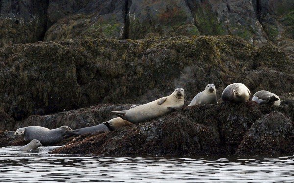 seals on a Maine ledge.jpg