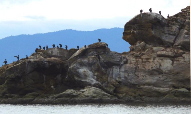 Cormorants.jpg