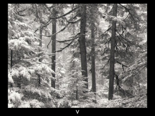 Hemlocks and Snow.jpg