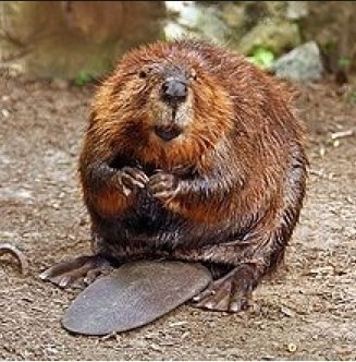 Beaver.jpg