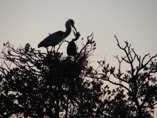 Heron & baby 2.JPG