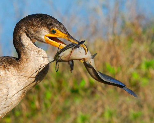 CormorantCatfishPrint.jpg