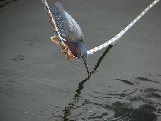 Green Heron 1 BB (2).jpg