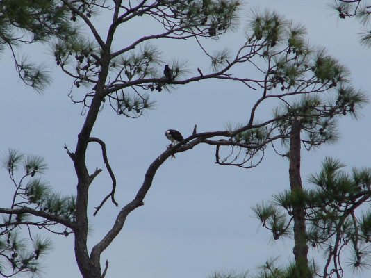 Osprey w mullett in tree BB.jpg