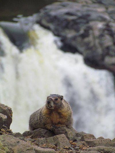 Marmot.jpg