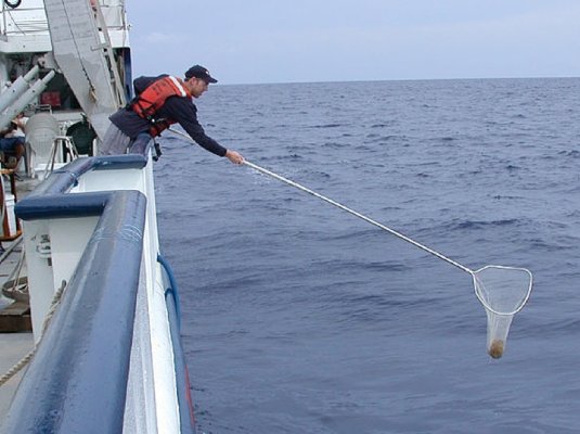 Dip netting from sun deck.jpg