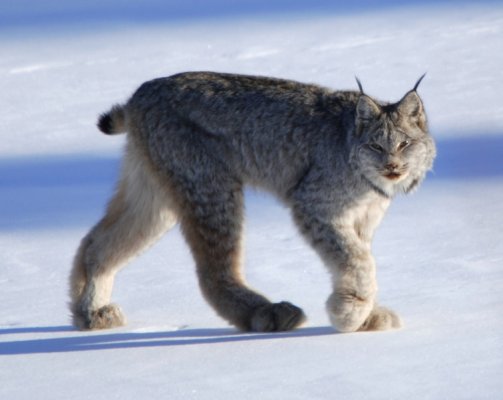 Canadian Lynx.jpg