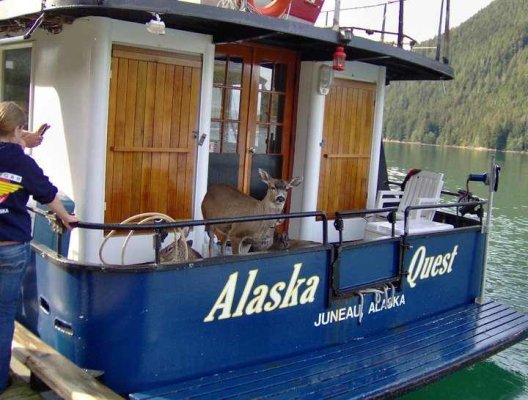deer on boat01.jpg