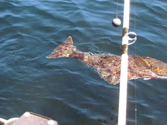 Halibut #3.jpg