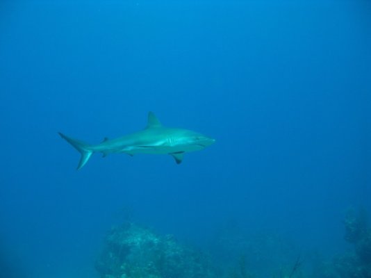 reef shark.jpg